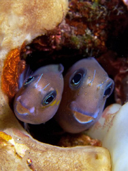 Blennies, Tulamben by Doug Anderson 